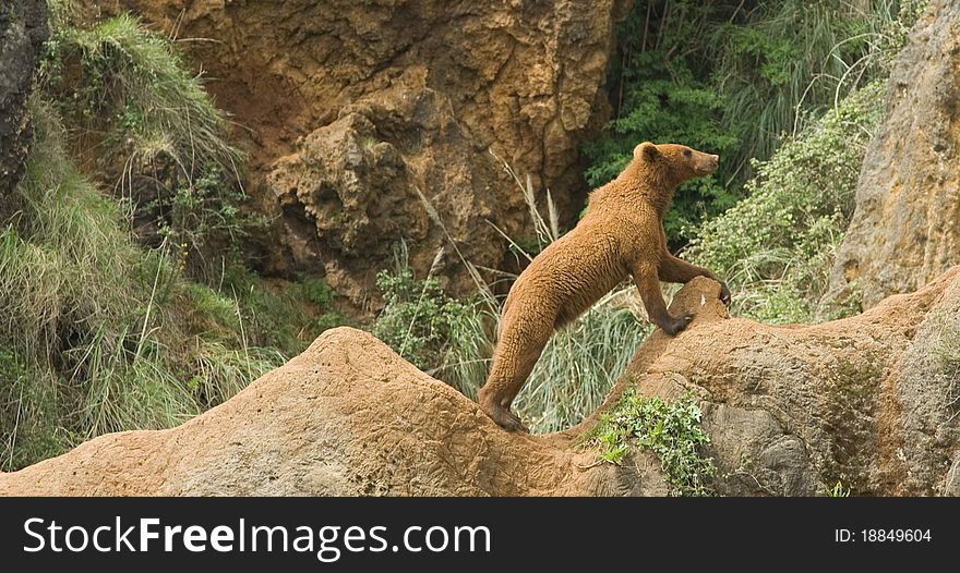 Young grizzly bear on a rock in nature