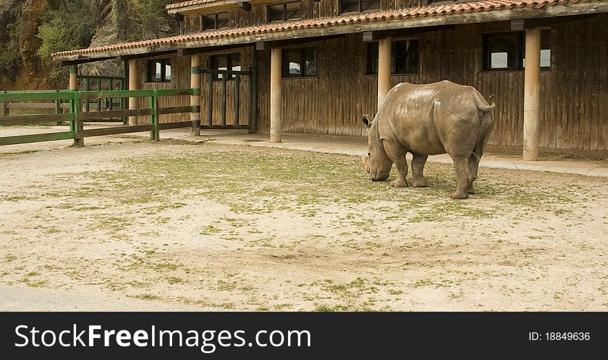 Zoo rhino grazing on