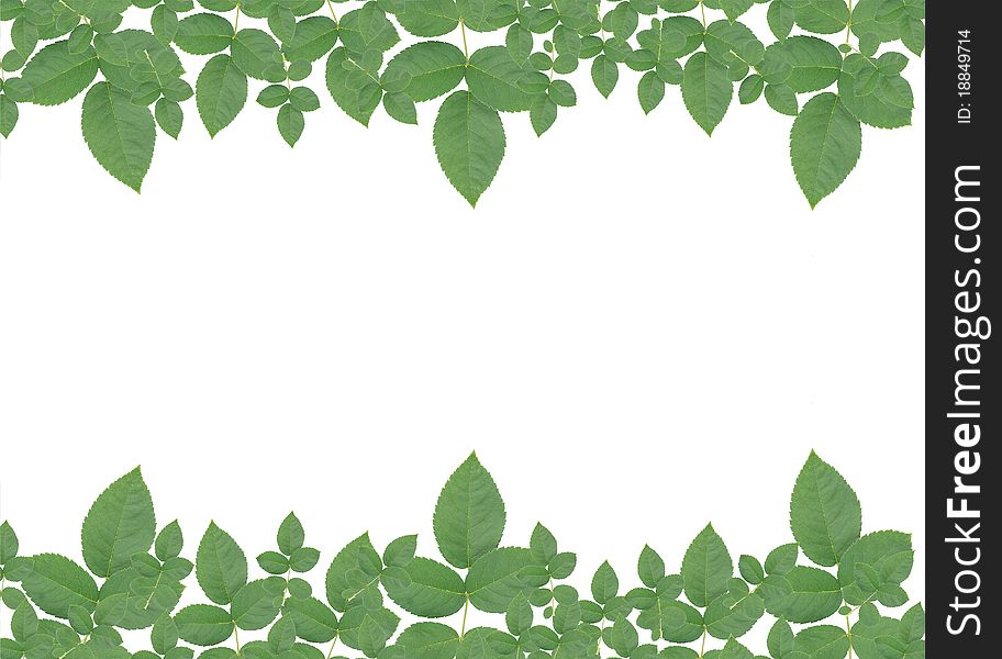 Multiple leaf background frame style from asian leaf