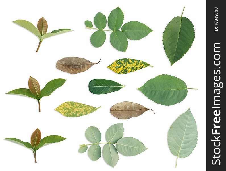 Multiple leaf background frame style from asian leaf