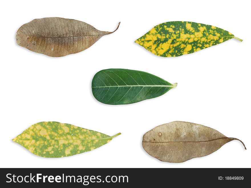 Multiple leaf background frame style from asian leaf