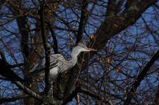 Grey Heron (Ardea Cinerea) Royalty Free Stock Photos Grey Heron (Ardea Cinerea) Royalty Free Stock Photos