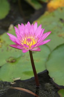 Lotus Pink Royalty Free Stock Images Lotus Pink Royalty Free Stock Images