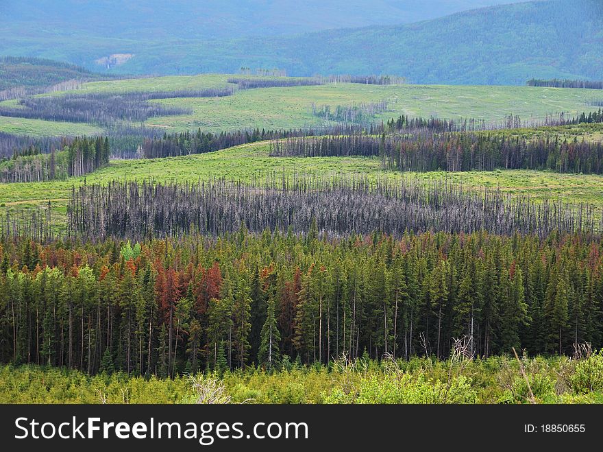 Forest renewing after a fire in British Columbia, Canada. Forest renewing after a fire in British Columbia, Canada