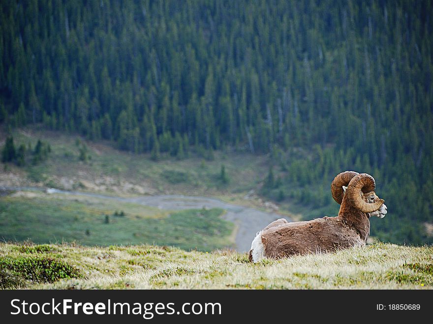 Goat resting on the Rockies, Canada. Goat resting on the Rockies, Canada