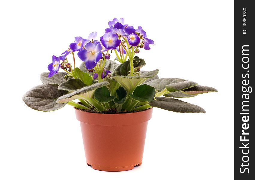 Blue violet houseplant