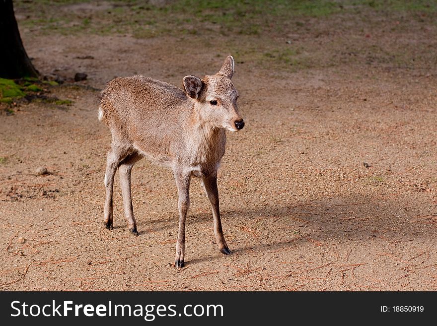 Standing Young Deer