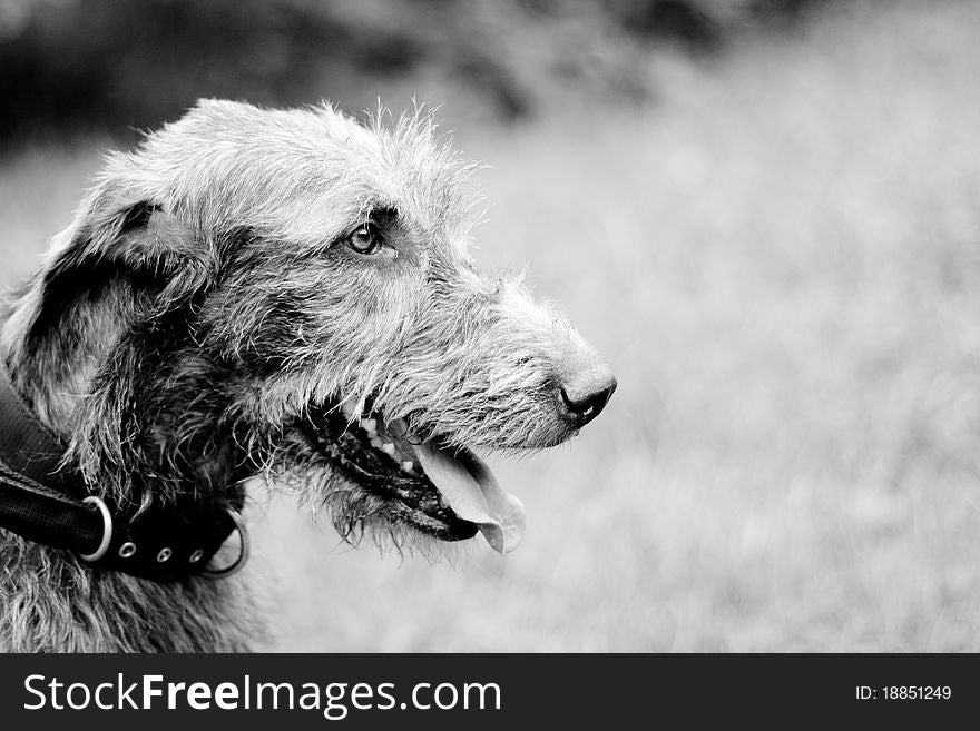 A black-and-white portrait of irish wolfhound in a summer park