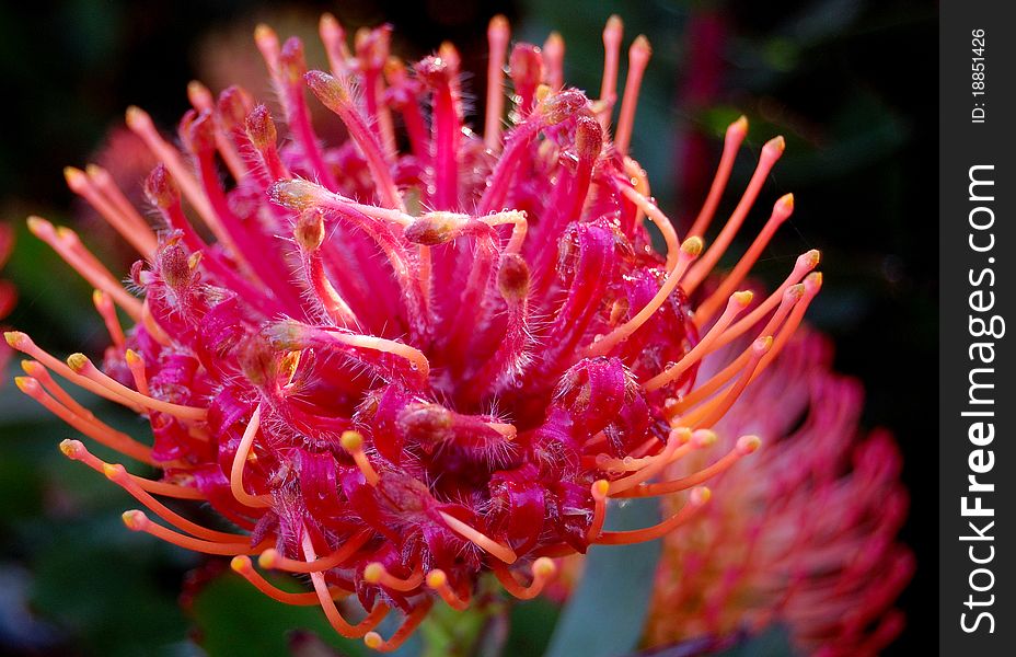 A macro of a protea pink flower in Spring.