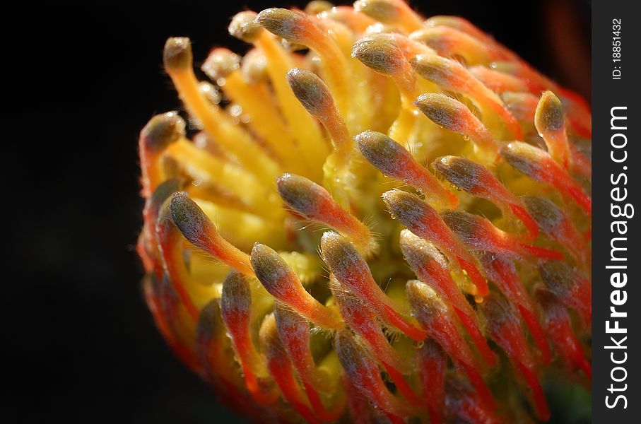A macro of a protea orange flower in Spring.