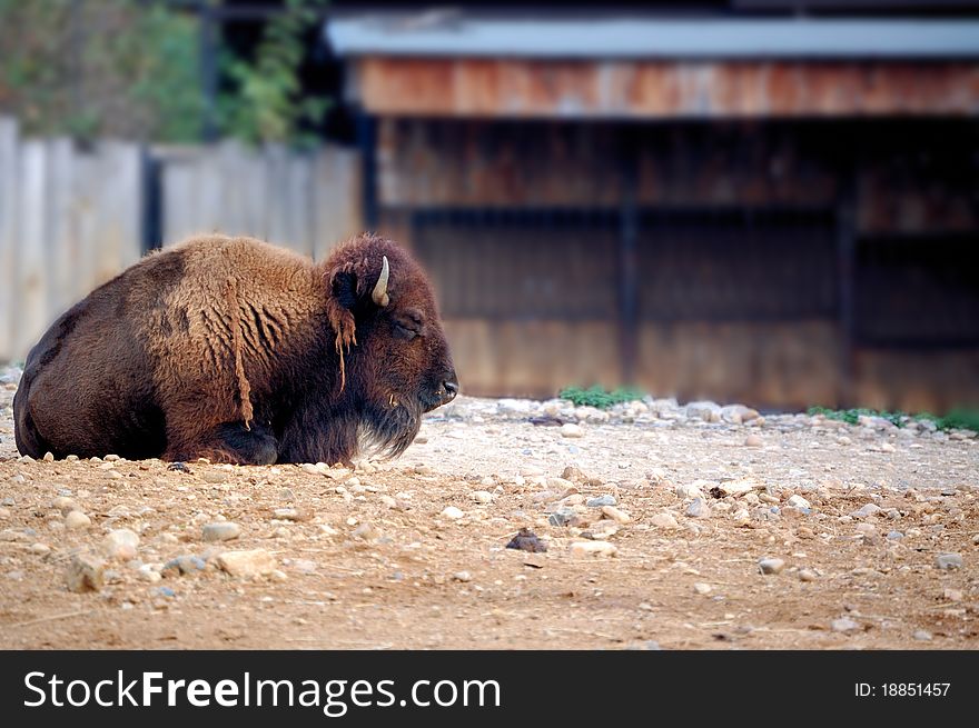 American Bison in Relax in the Prague zoo.