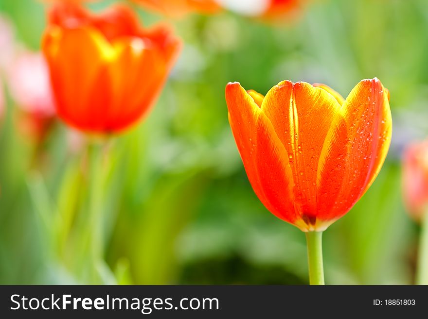 Tulips taken in northern Thailand. Tulips taken in northern Thailand