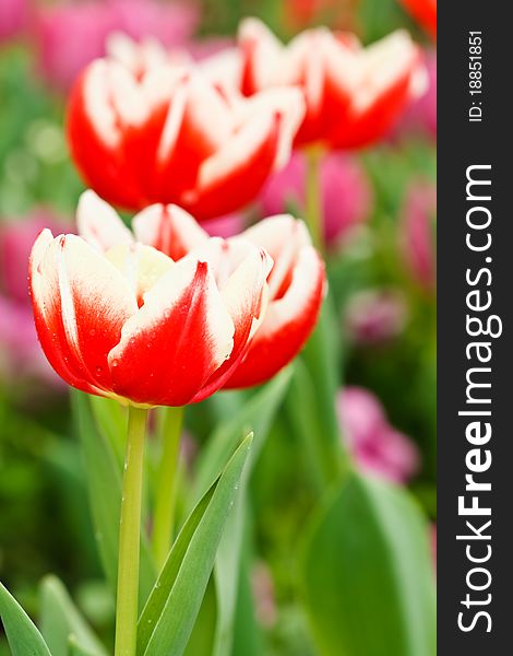 Red tulips taken in natural light. Red tulips taken in natural light