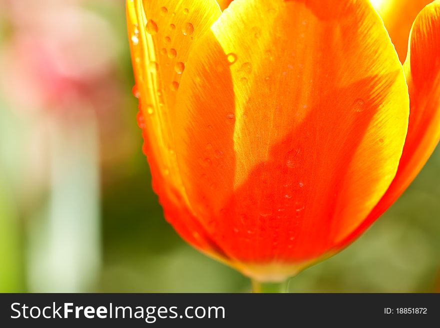 Fresh and bright color beautiful tulip. Fresh and bright color beautiful tulip