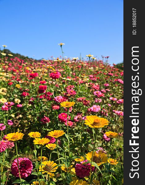 Colorful flowers and blue sky. Colorful flowers and blue sky