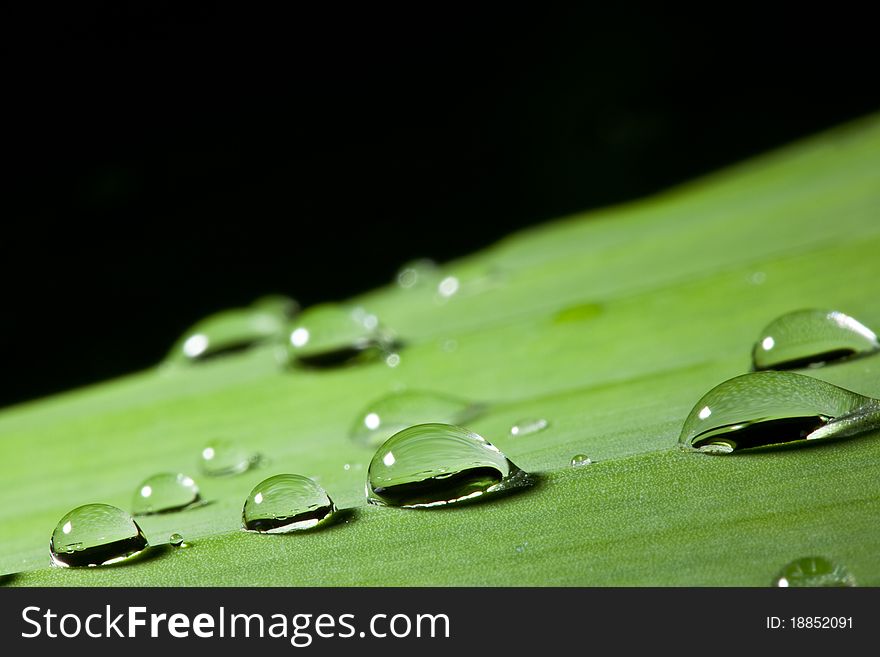 Dew drop on banana leaf. Dew drop on banana leaf