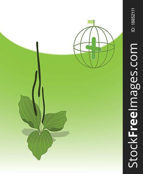 Illustration of medicinal plant, plantain.