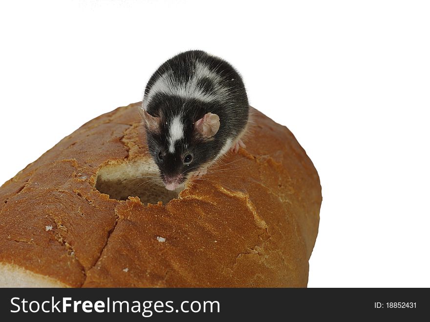 Mouse on bread on a white background