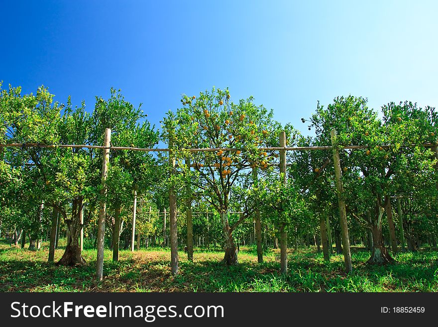 Orange tree and blue sky. Orange tree and blue sky