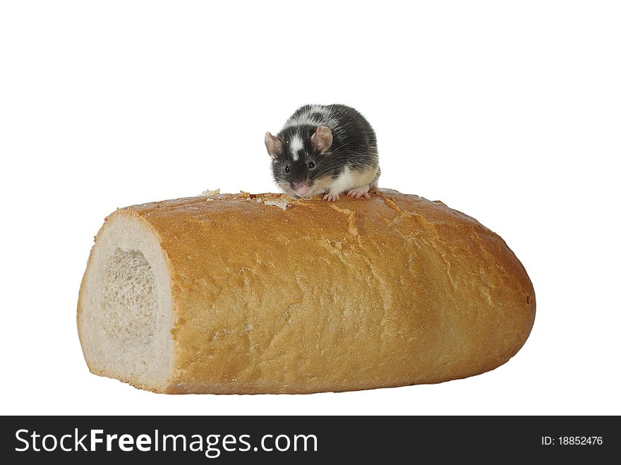 Mouse on bread on a white background