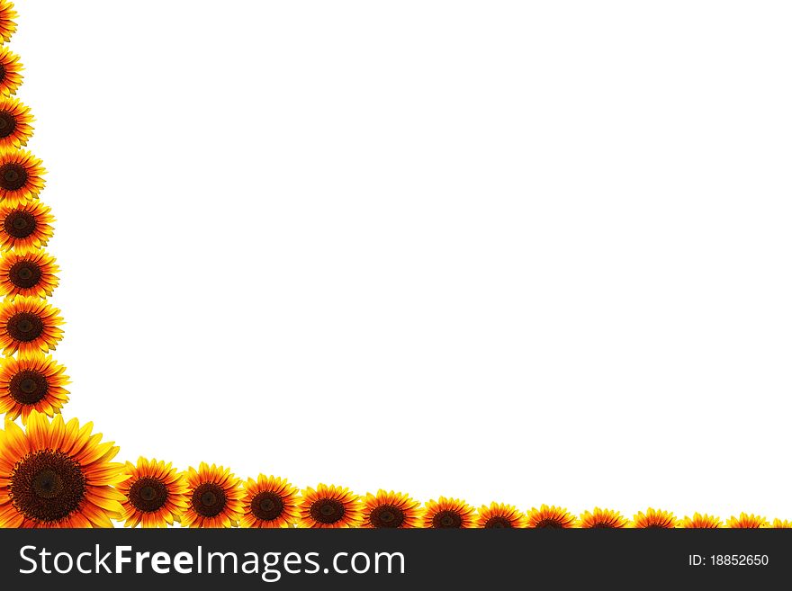 Beautiful yellow Sunflower on white background