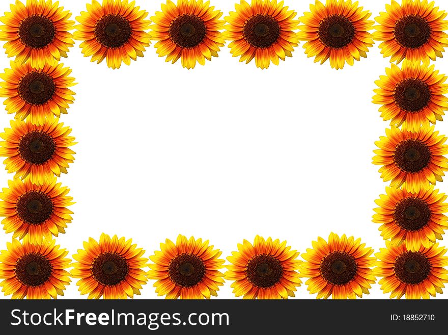 Beautiful yellow Sunflower on white background