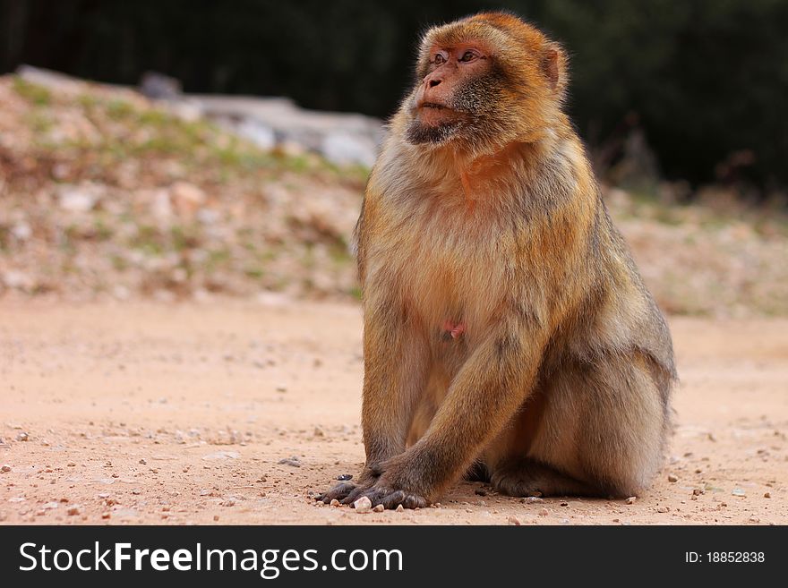 Macaque Portrait