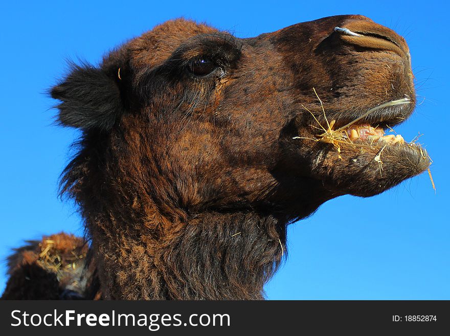 Camels on a pasture in the Sahara desert, Merzuga, Morocco. Camels on a pasture in the Sahara desert, Merzuga, Morocco