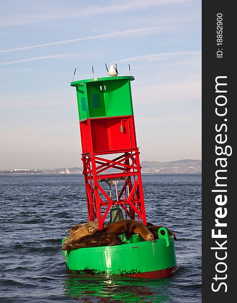 Sea lions on a navigational buoy in the San Francisco Bay, California. Sea lions on a navigational buoy in the San Francisco Bay, California.