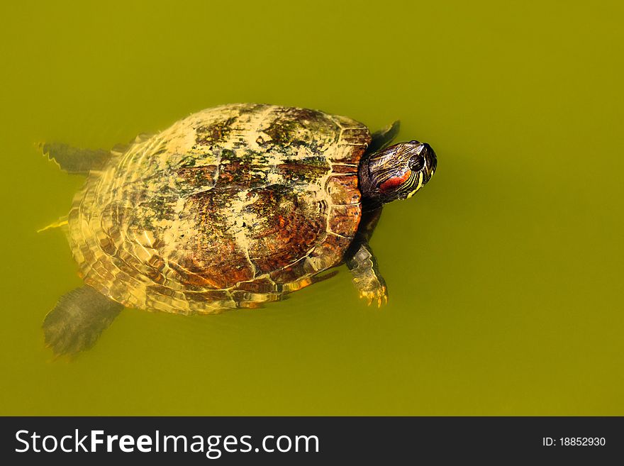 Turtle swimming.