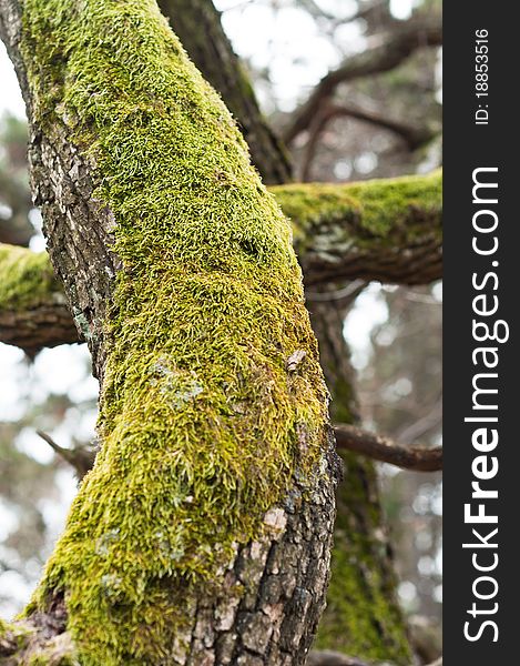 Bright Green Moss (antherocerophytes) on tree trunks