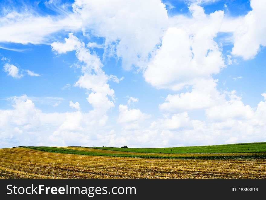 Yellow field with beautiful clouds. Yellow field with beautiful clouds