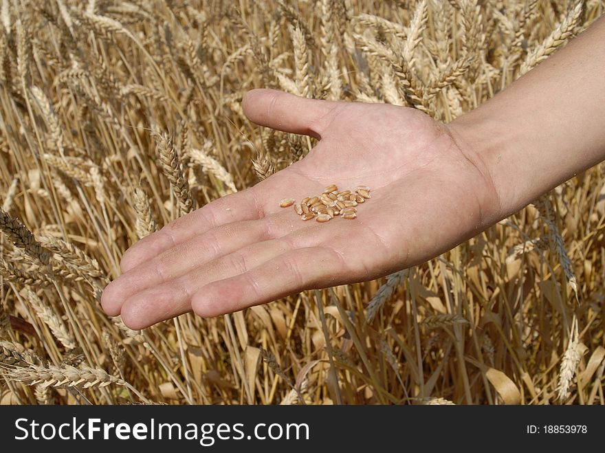 Grains of wheat in a persons palm