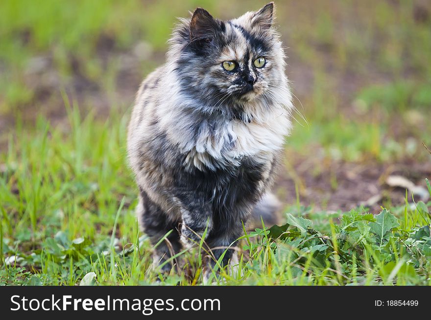 Persian cat on grass