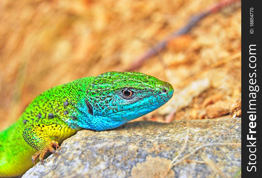 Green lizard with blue mouth