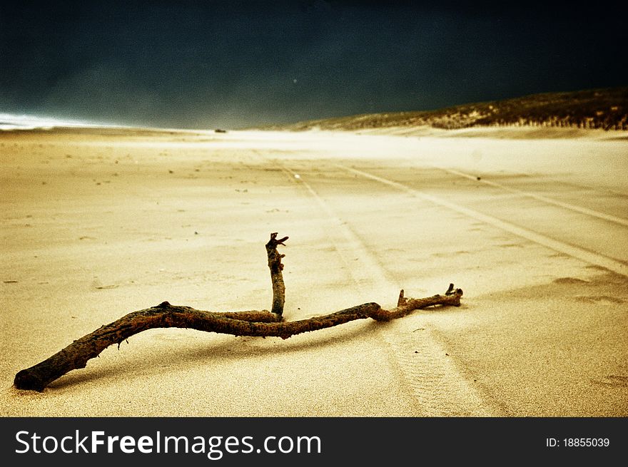 Branch on sand