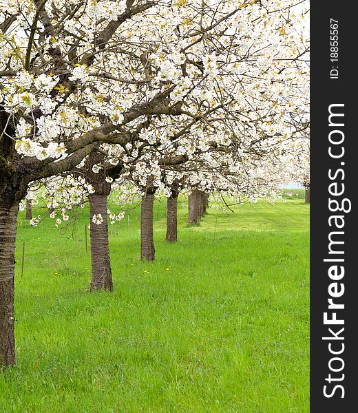 Blossoming tree in the spring. agriculture