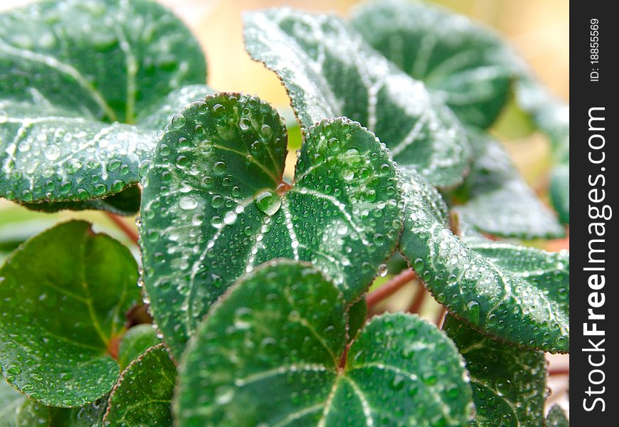 Closeup shot of rain drops on plant leaf
