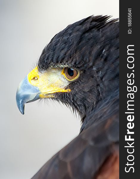 HarriÂ´s hawk, also named bay-winged Hawk in a falconry display