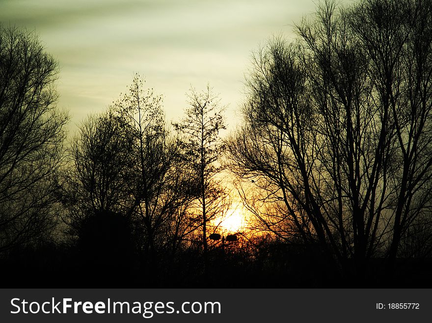 Sunset behind the dark silhouette created by trees