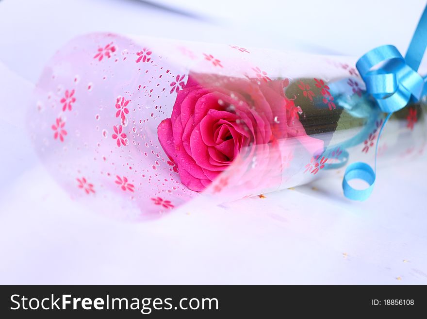 Pink Rose, Valentine Gift