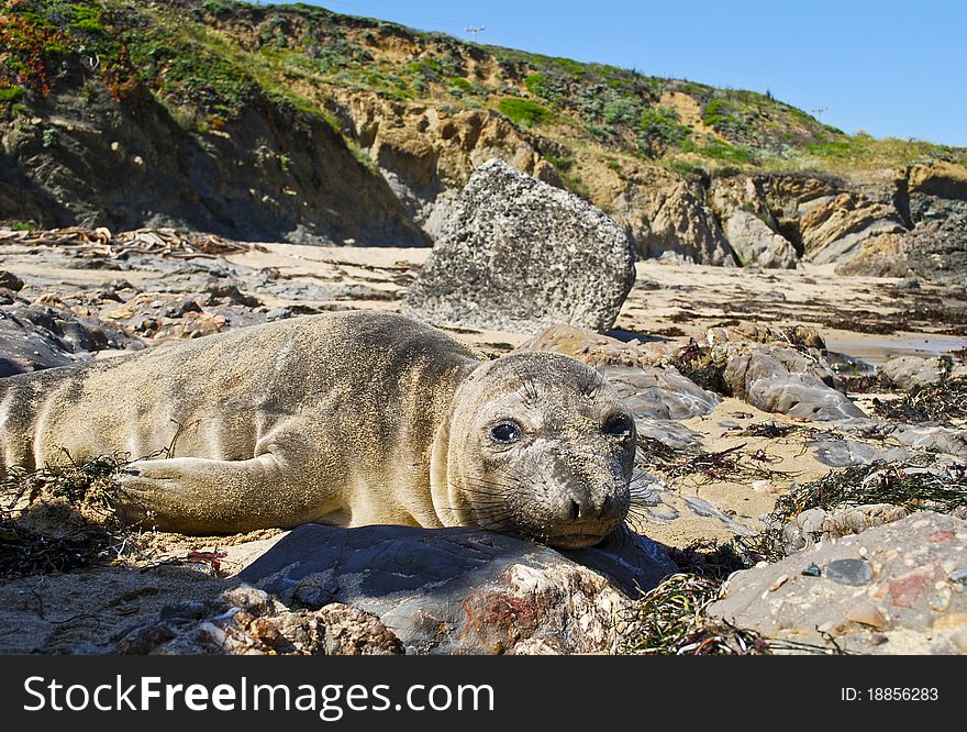 A sea lion resting on rocks on the beach. A sea lion resting on rocks on the beach.
