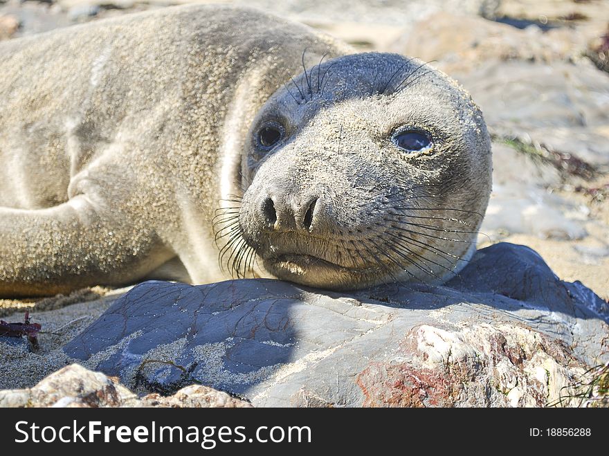 A sea lion resting on the beach. A sea lion resting on the beach