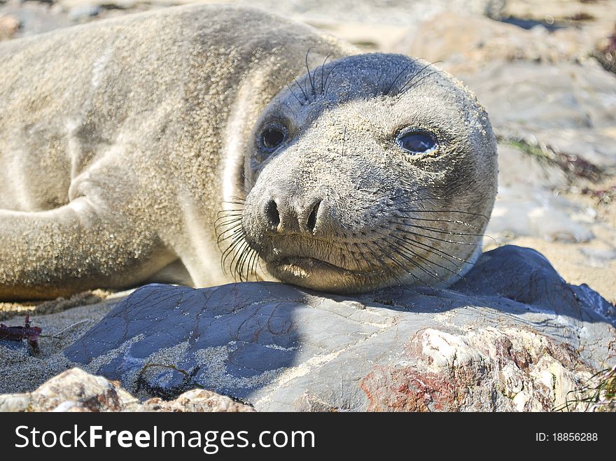 Sea Lion On The Rocks