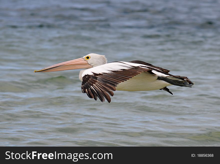 View of a pelican in flight
