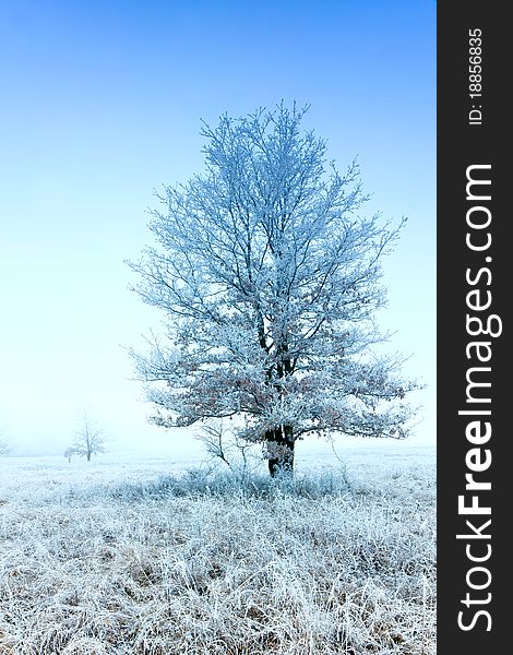 Frozen winter landscape, a solitary tree