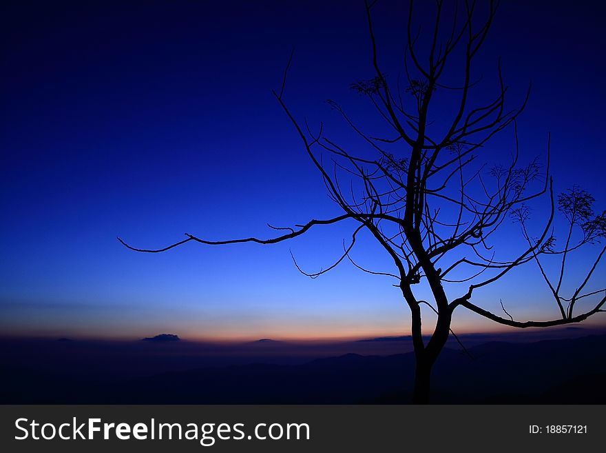Tree silhouette background in blue