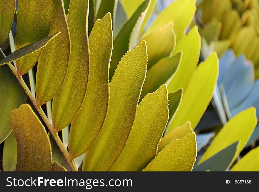 Green leaves, foliage with depth and different shades. Green leaves, foliage with depth and different shades
