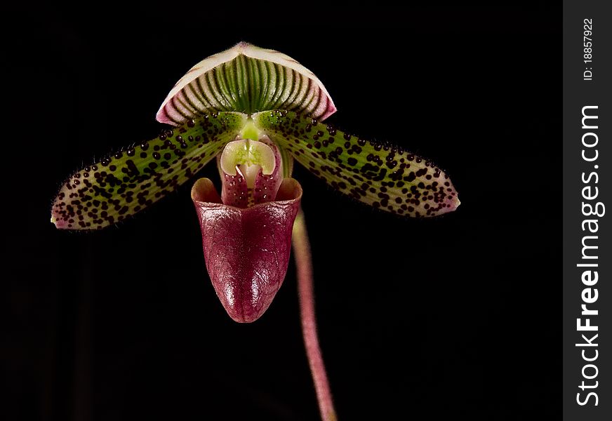 A sharp and detailed image of a Paphiopedilum Orchid.