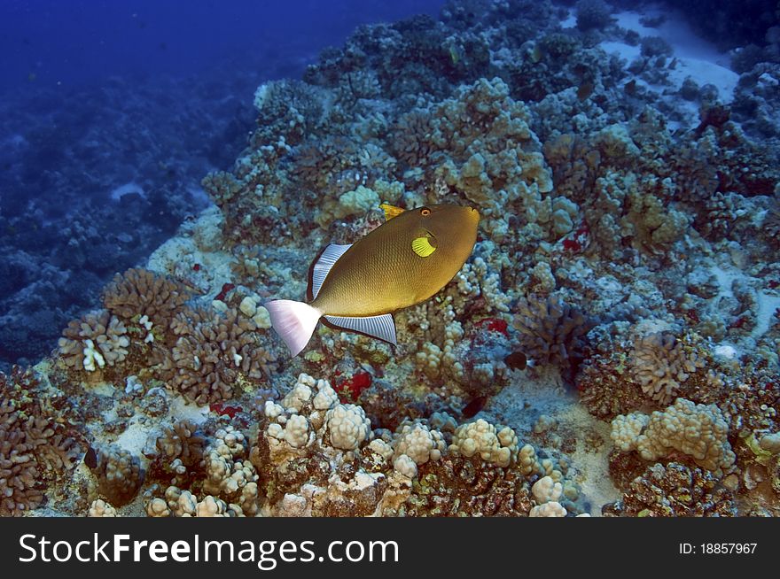 A trigger fish swims over a coral reef in Hawaii